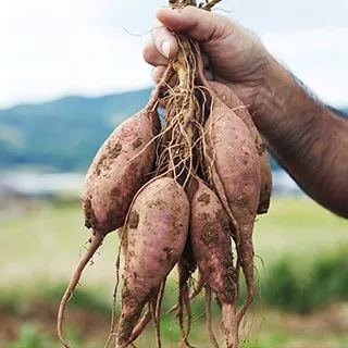 ごと芋のこだわり